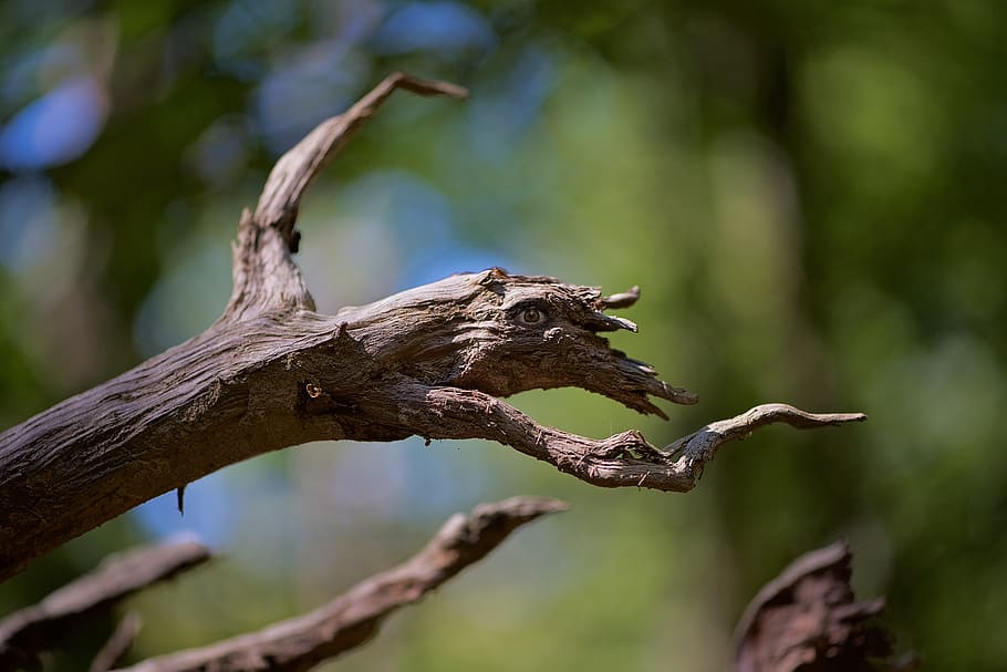 imaginary, nature, tree, branch, fantastic animal, animal themes HD wallpaper