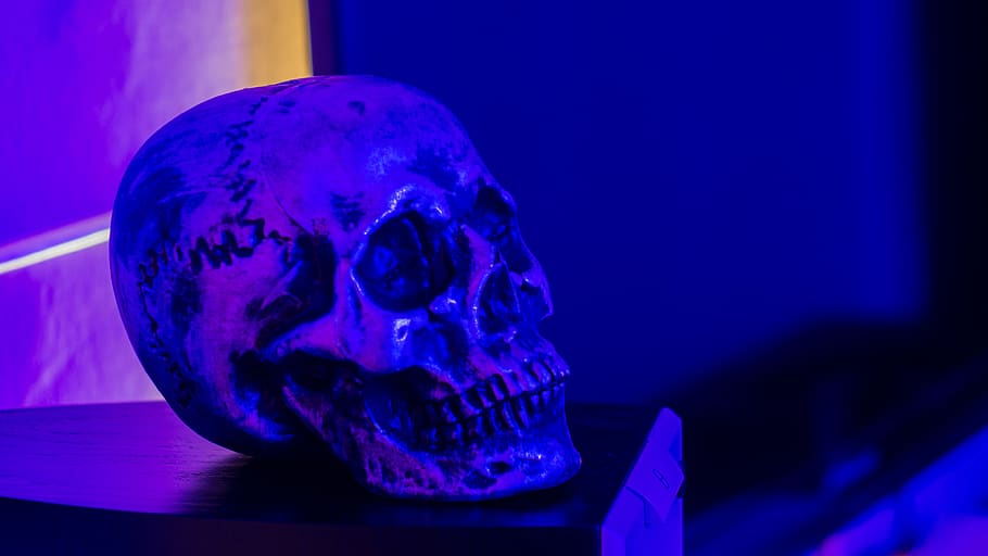 abstract, skull, dark, death, skeleton, head, indoors, blue HD wallpaper