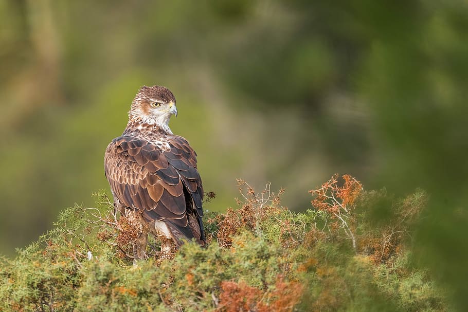 Mirada, selective focus photography of brown bird on plant, eagle HD wallpaper