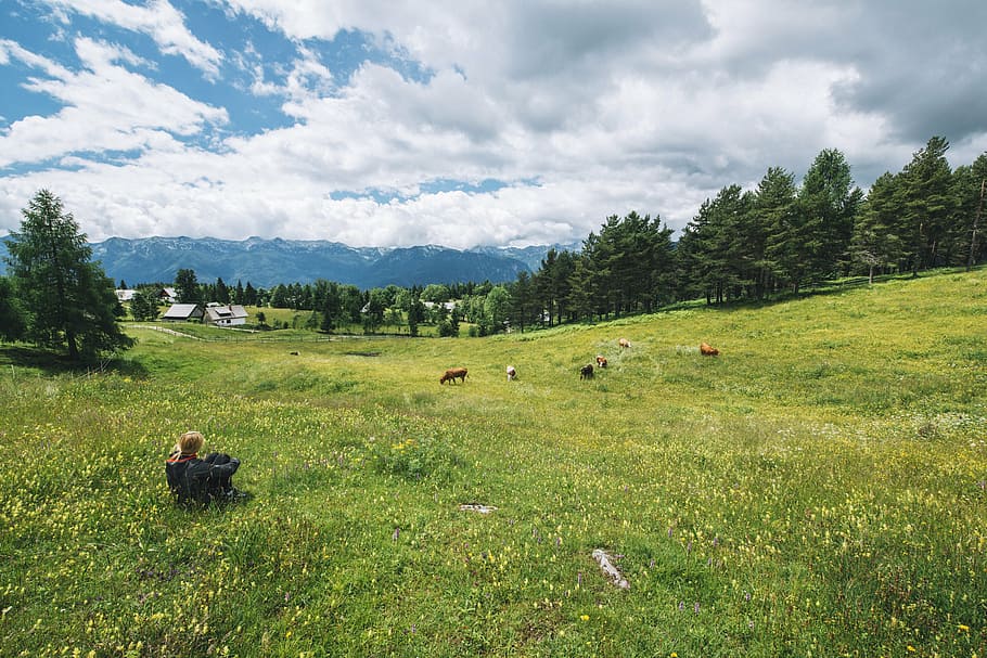 person sitting on green lawn grass, alpine, pasture, cows, cattle HD wallpaper