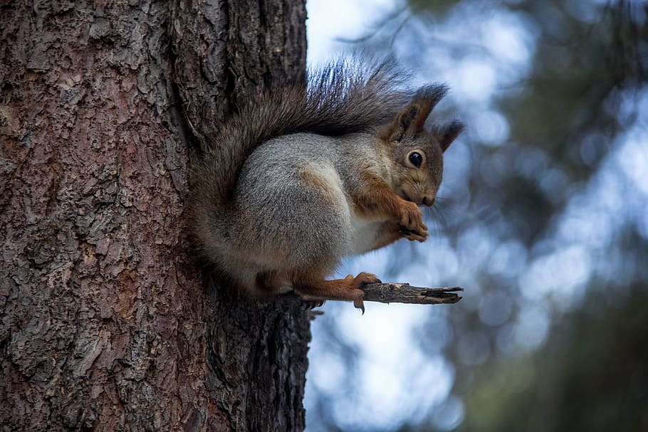 closeup photography of gray squirrel, forest, animals, nature HD wallpaper