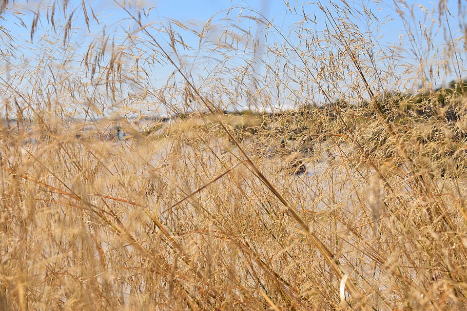 sète, beach, nature, sea, plant, land, day, field, landscape HD wallpaper