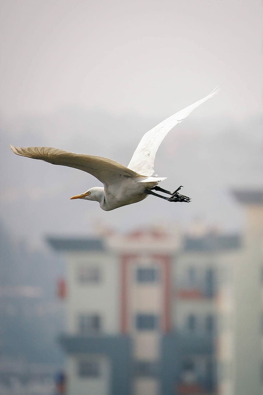 photo of white egret, white bird flying, heron, sky, building HD wallpaper