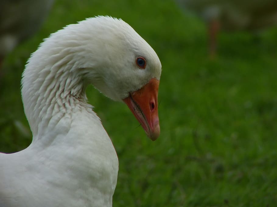 Goose, Beak, Neck, Bird, Nature, wildlife, feather, waterfowl HD wallpaper