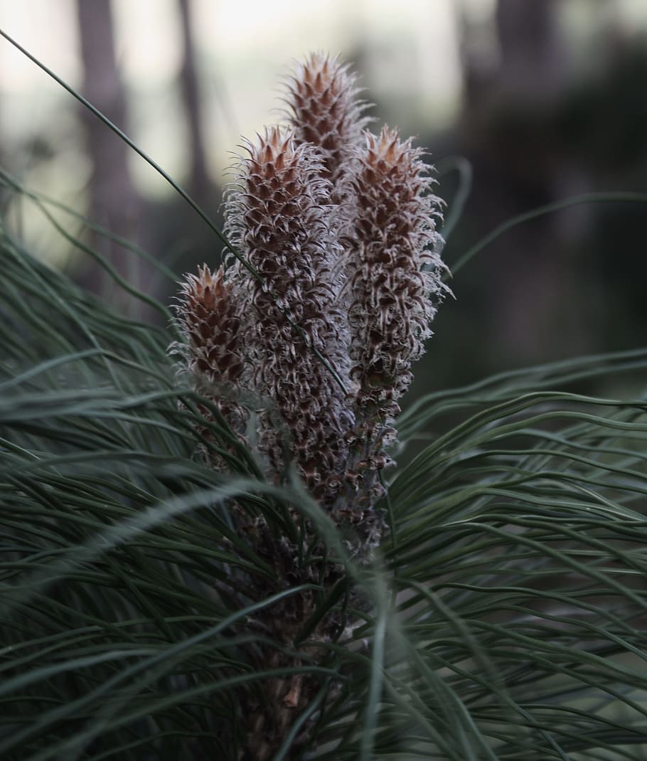 Needles, Macro, Pine, Tree, pine needles, green, evergreen HD wallpaper