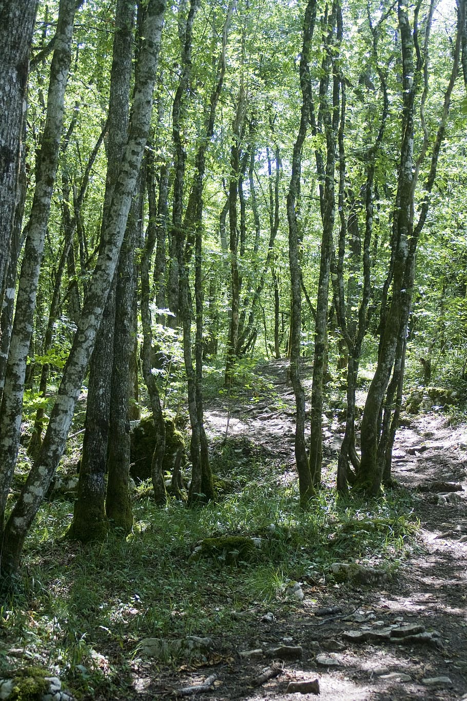 jura, forest, trees, nature, woodland, outdoors, green Color HD wallpaper