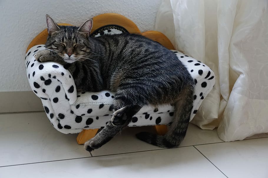brown tabby cat sleeping on chair, animal, cute, pet, mammal