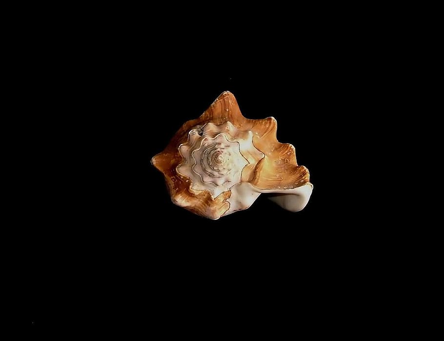 Background, Dark, Shell, Sea, black background, studio shot HD wallpaper