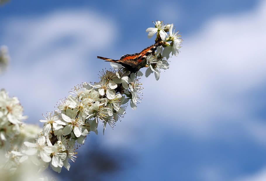insect, nature, live, flower, flowering plant, fragility, beauty in nature HD wallpaper