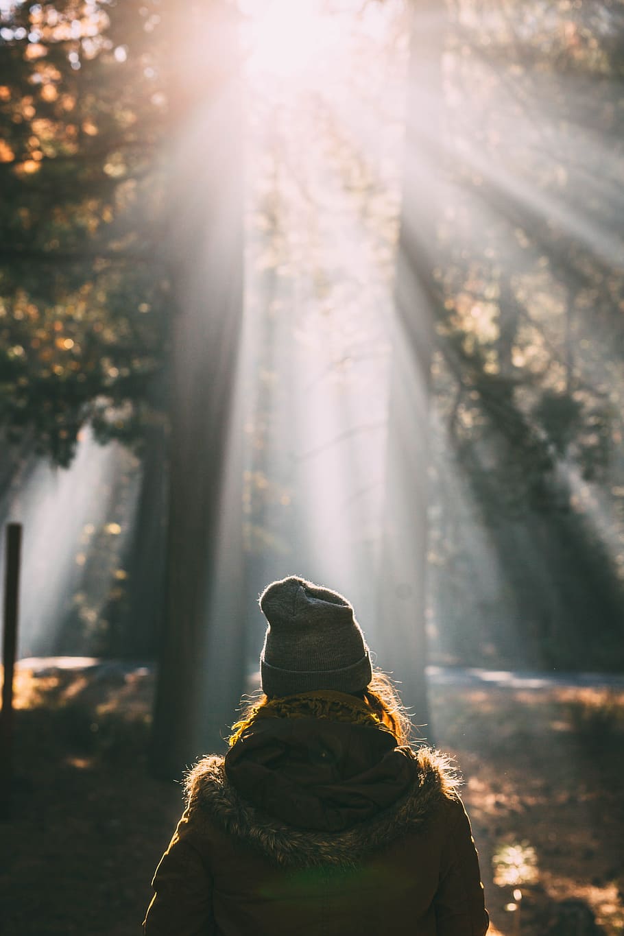 person looking at trees, shallow focus photography of woman in brown parka jacket on forest during daytime HD wallpaper