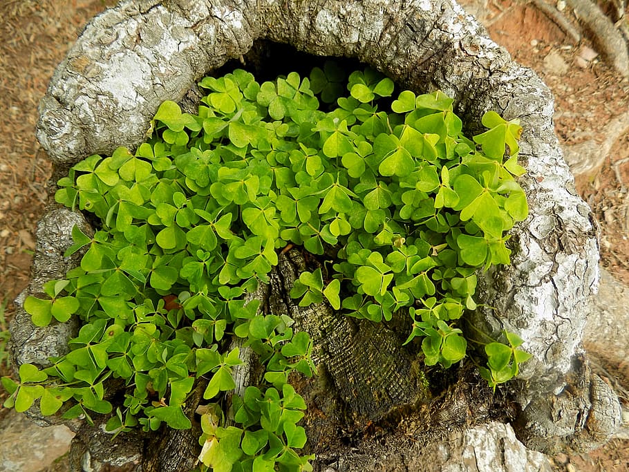 klee, log, nature, forest, tree, natural tree trunk, wood, green color HD wallpaper