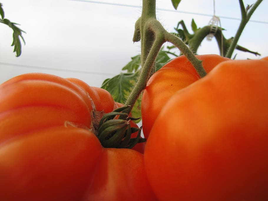 tomato, red, vegetable, nature, bio, food, plant, food and drink HD wallpaper