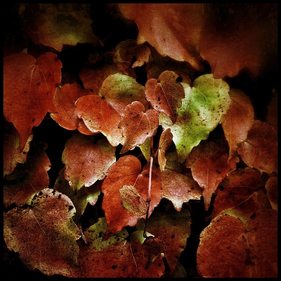 Leaf, Leaves, Garden, Tree, Nature, maple leaf, plant, no people HD wallpaper