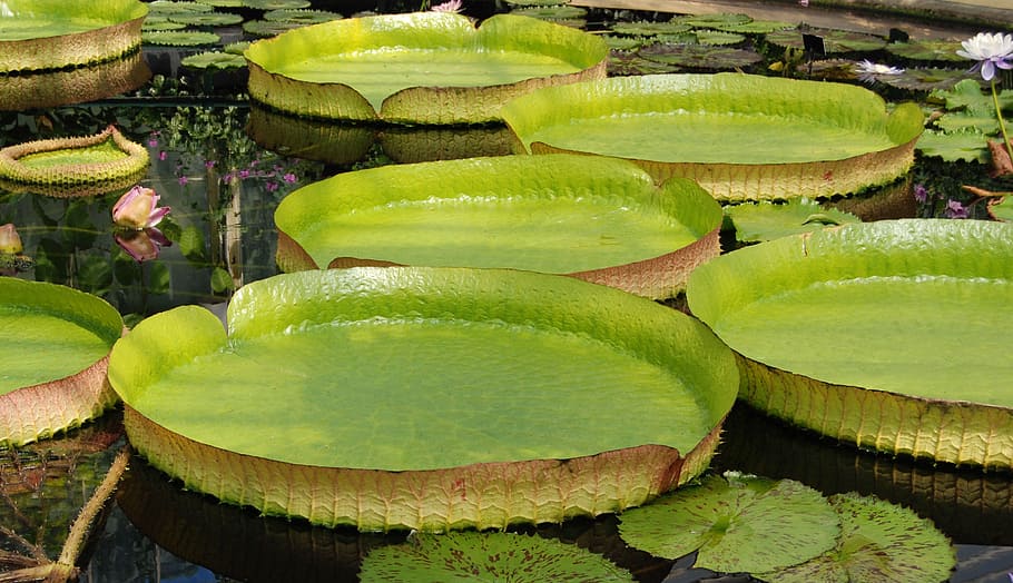 lily pads on body of water, giant water lily, victoria amazonica