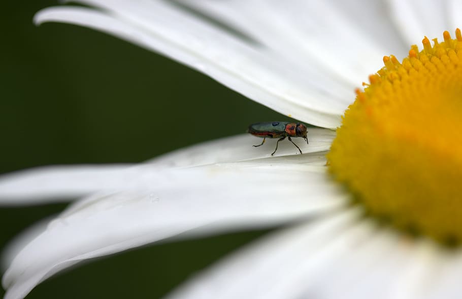 insecta, flower, daisy, petals, invertebrate, animal wildlife HD wallpaper