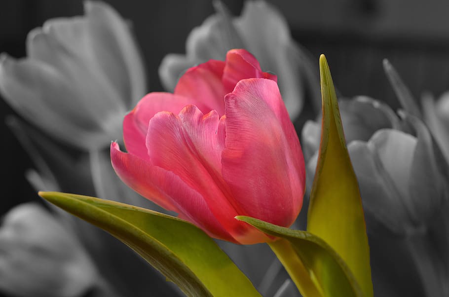 pink petaled flower with green leaf photography, tulip, flowering plant HD wallpaper