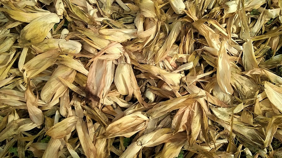 dry, pile, texture, market, herb, abundance, agriculture, flavor HD wallpaper