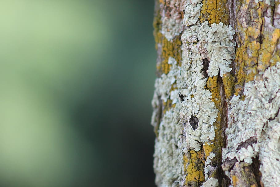 tree, nature, wood, forest, tree fungus, texture, green, plants HD wallpaper
