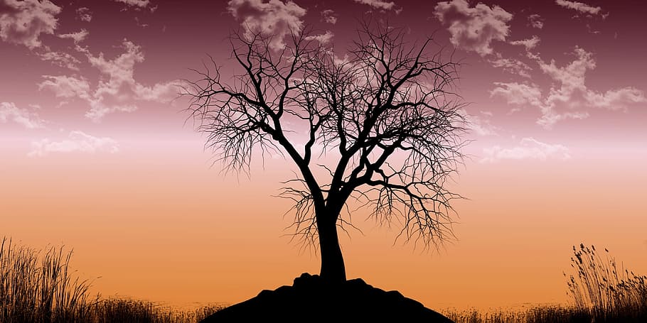 tree, nature, landscape, old tree, silhouette, clouds, grass HD wallpaper