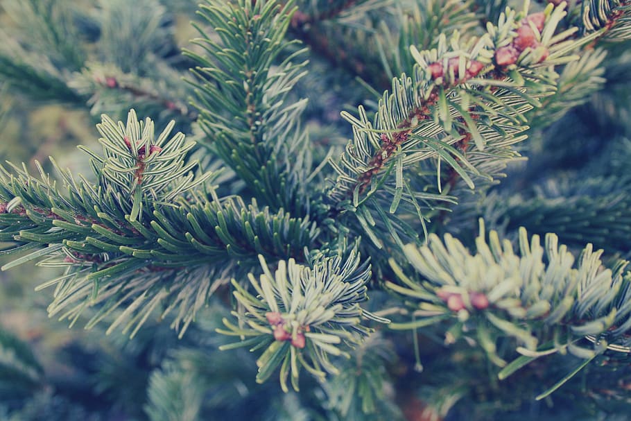 spruce, fir, tree, twig, needles, christmas, winter, nature HD wallpaper