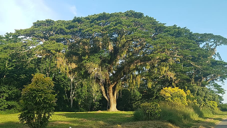 caribbean, tree, green, plant, beauty in nature, green color HD wallpaper