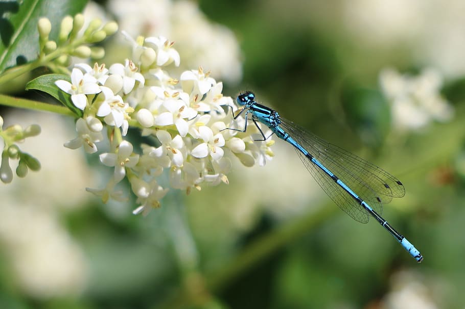 Dragonfly, Blossom, Bloom, Insect, nature, close, flowers, blue HD wallpaper