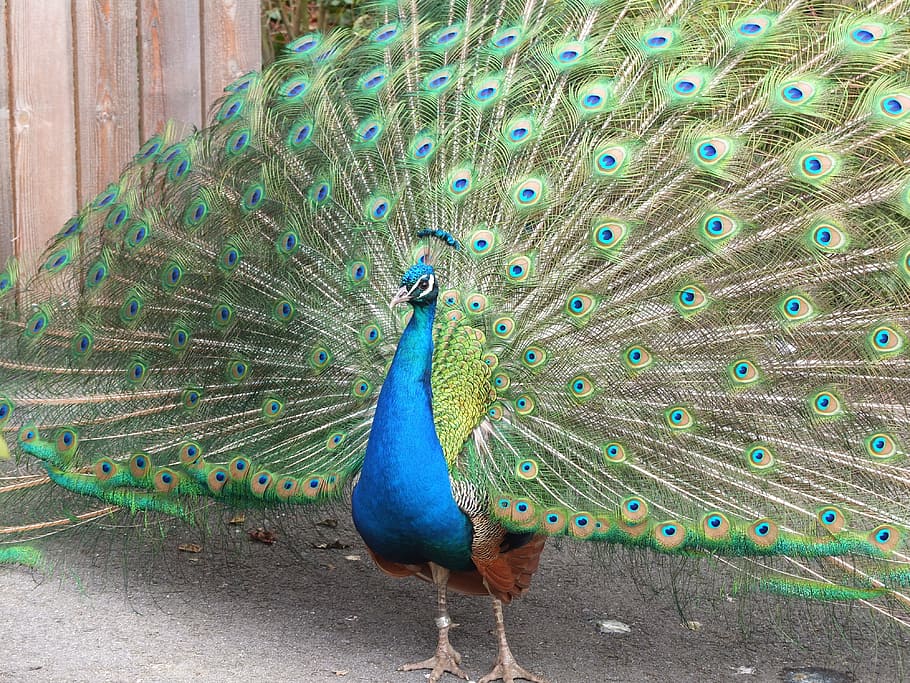peacock, feather tail, zoo, pride, gorgeous, animal, bird, wheel HD wallpaper