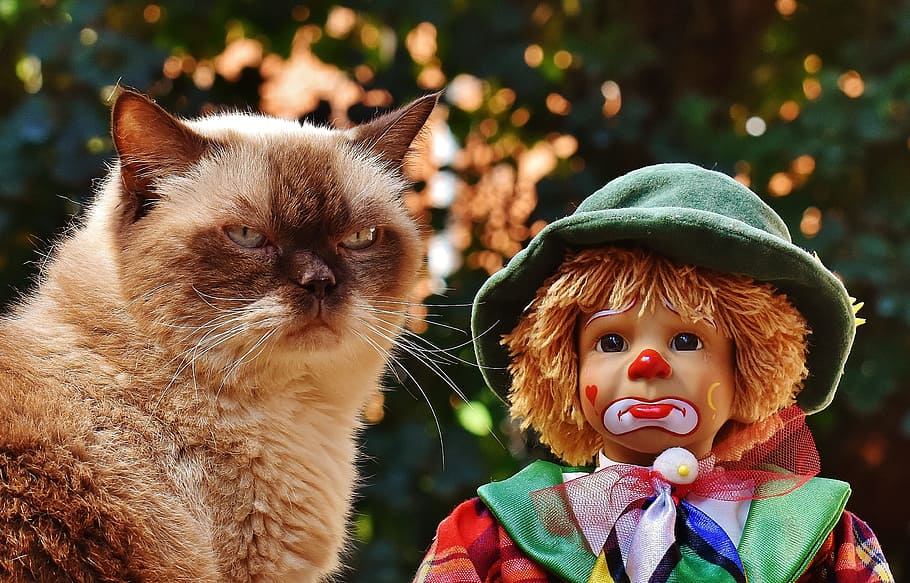 short-coated brown cat beside sad clown doll, british shorthair HD wallpaper