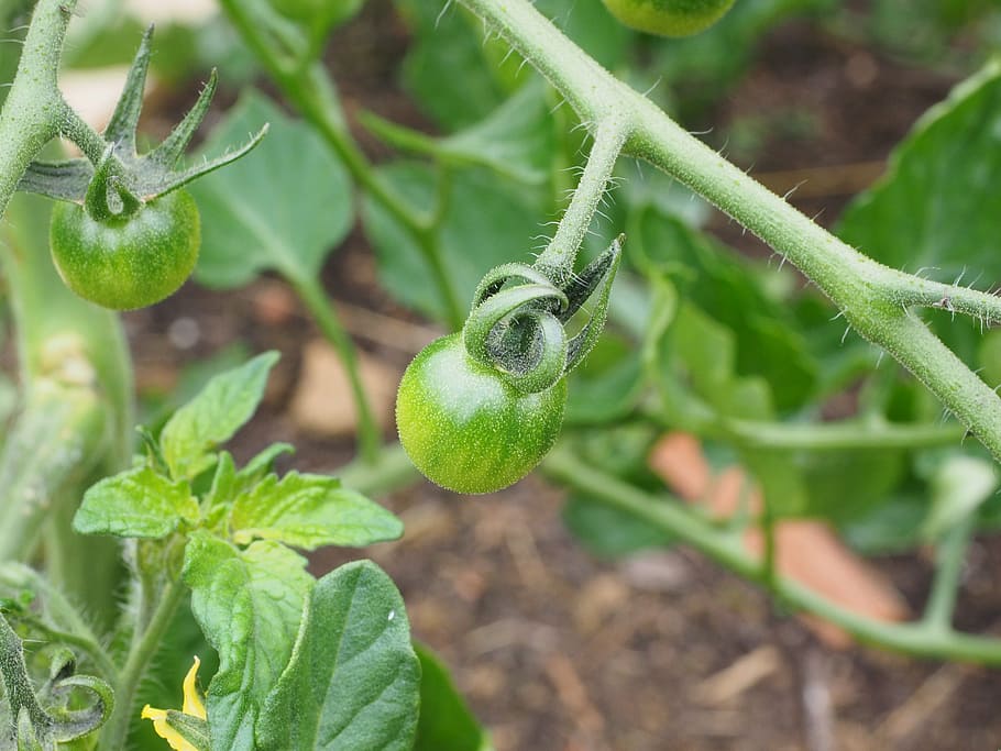tomato, fruit, immature, green, young vegetables, nachtschattengewächs HD wallpaper