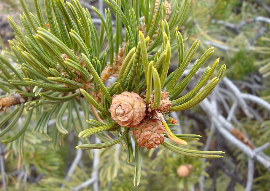 Needles, Fir, Pine, Pinecones, pine needles, winter, nature HD wallpaper