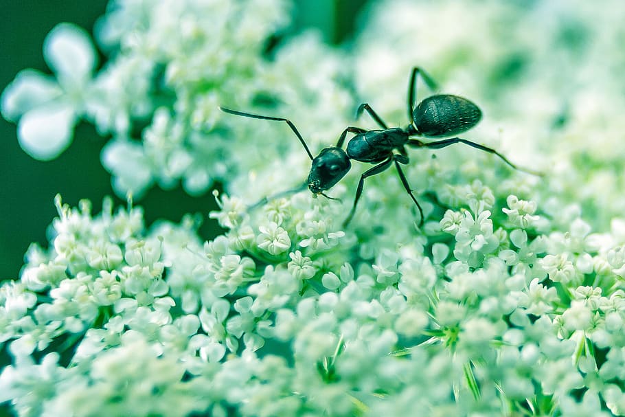 macro photography of black ant on white petaled flowers, selective focus photo of carpenter ant on white flowers HD wallpaper