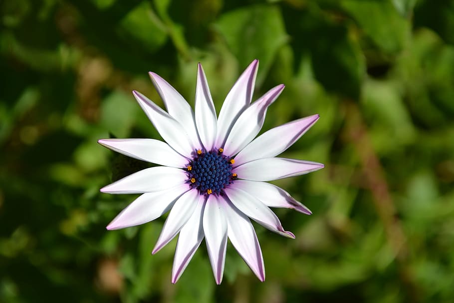 flower, white, margaret, spring, summer, sun, vase, garden HD wallpaper