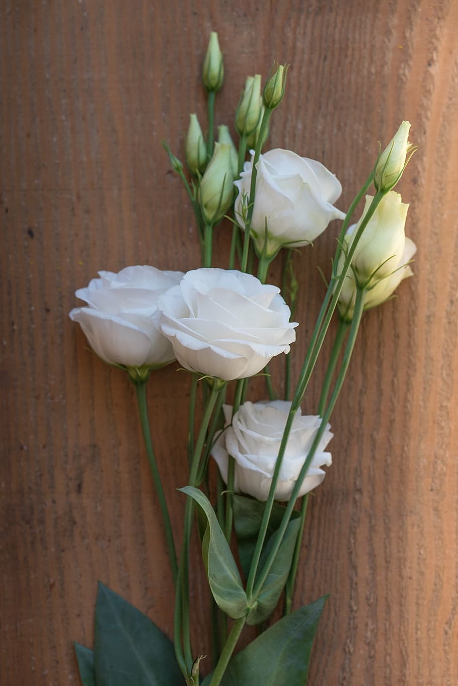 HD wallpaper: lisianthus, flower, blossom, bloom, white, white flower,  petals | Wallpaper Flare