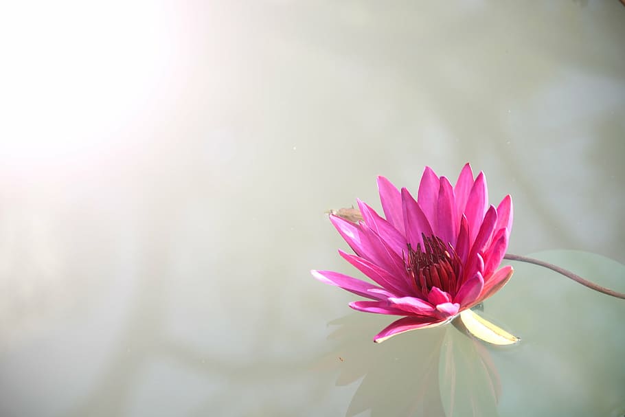 pink lotus flower on clear calm water, close, photography, flowers, HD wallpaper