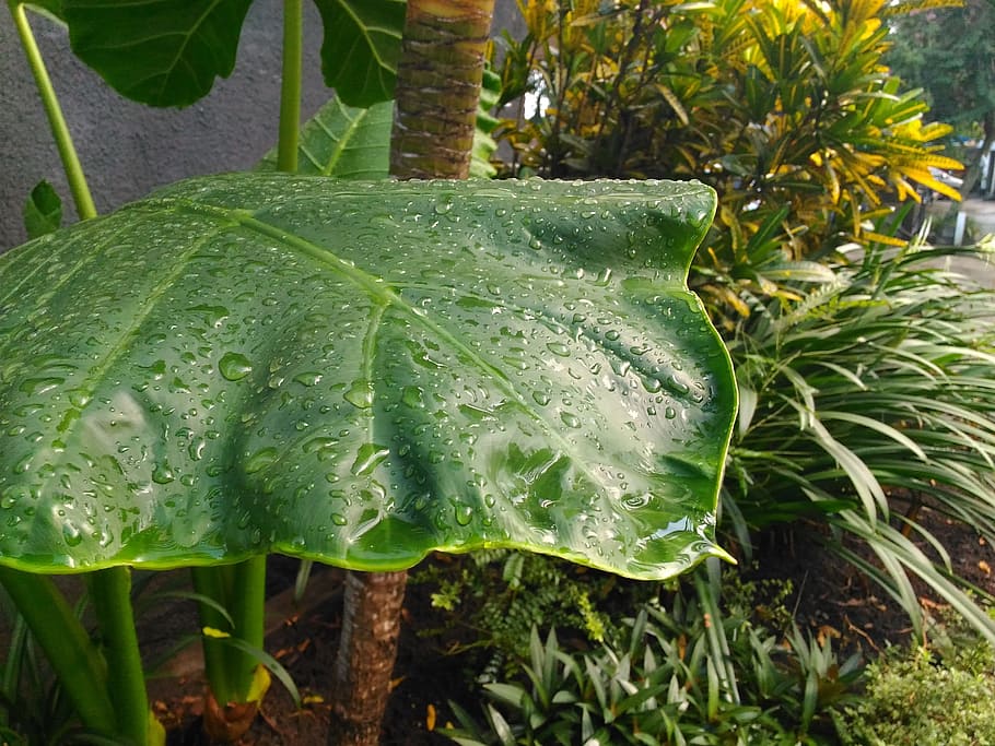 leaf, rain, nature, green, object, garden, green color, growth HD wallpaper