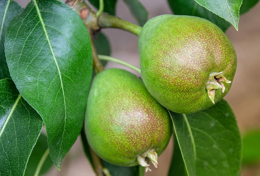 two green fruits, pear, pair, fruit tree, food, eat, healthy HD wallpaper