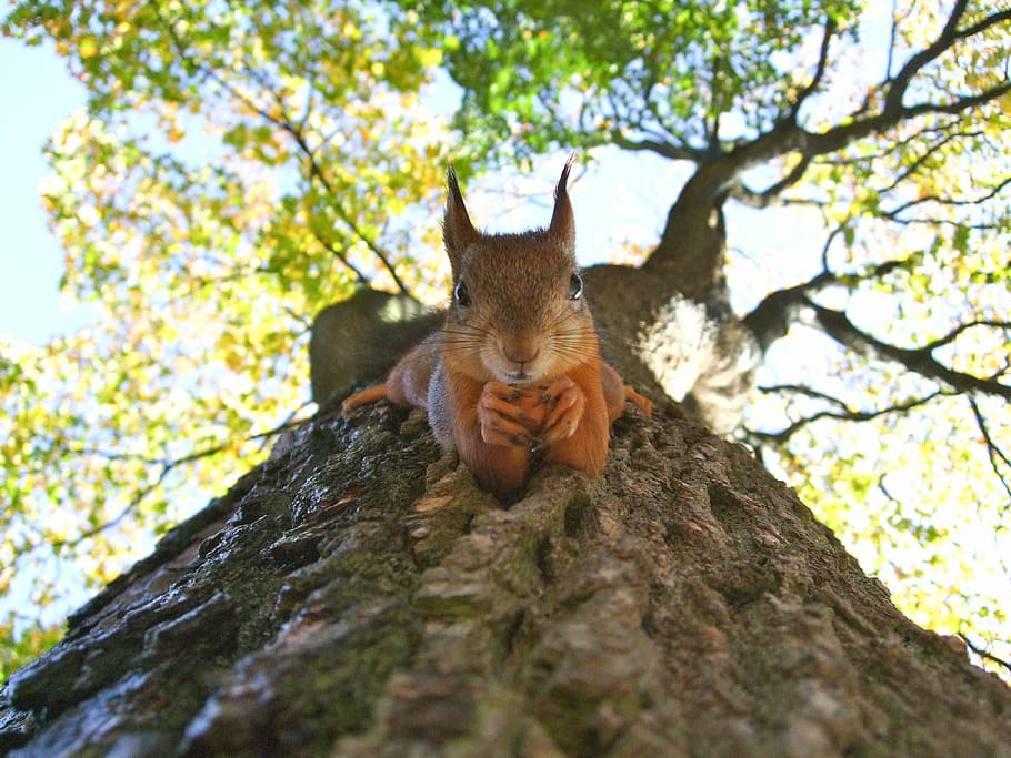 brown squirrel on tree trunk, animal, macro, red squirrel, animal themes HD wallpaper