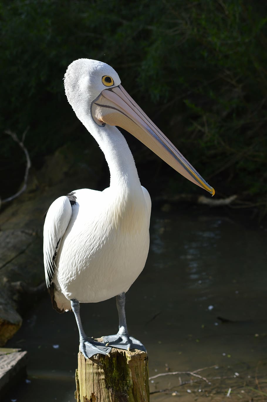 bird, nature, wild, animals in the wild, animal themes, animal wildlife HD wallpaper