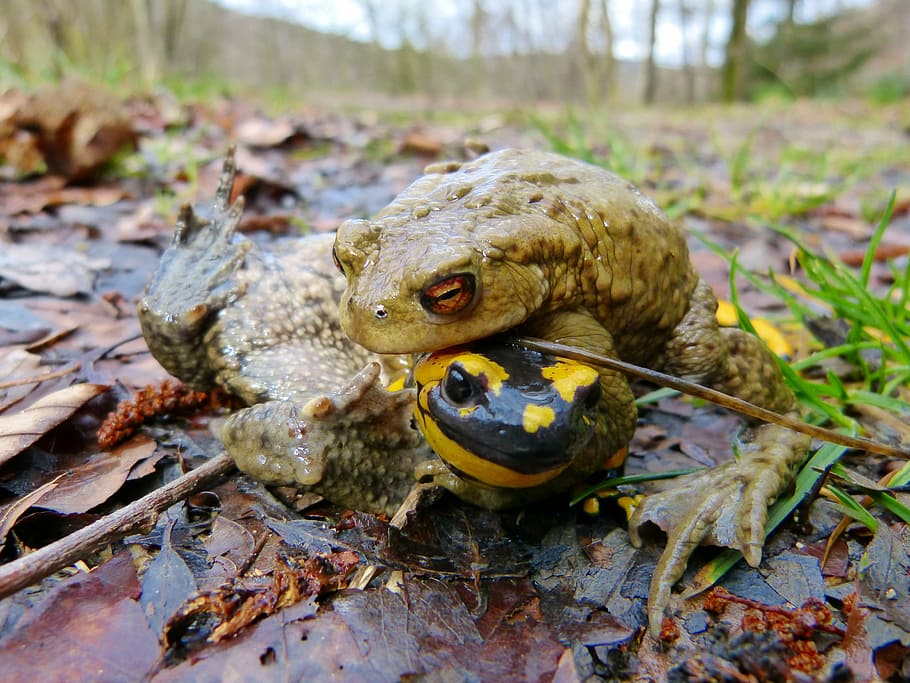 common toad, fire salamander, mating season, error, problem HD wallpaper