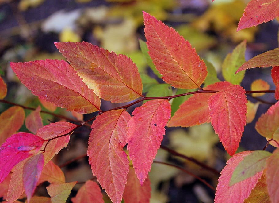 red, leaflet, fresh, autumn, seasons of the year, nature, november HD wallpaper