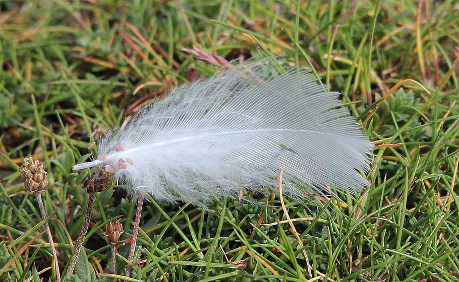 feather, close, white, airy, slightly, grass, plant, green color HD wallpaper