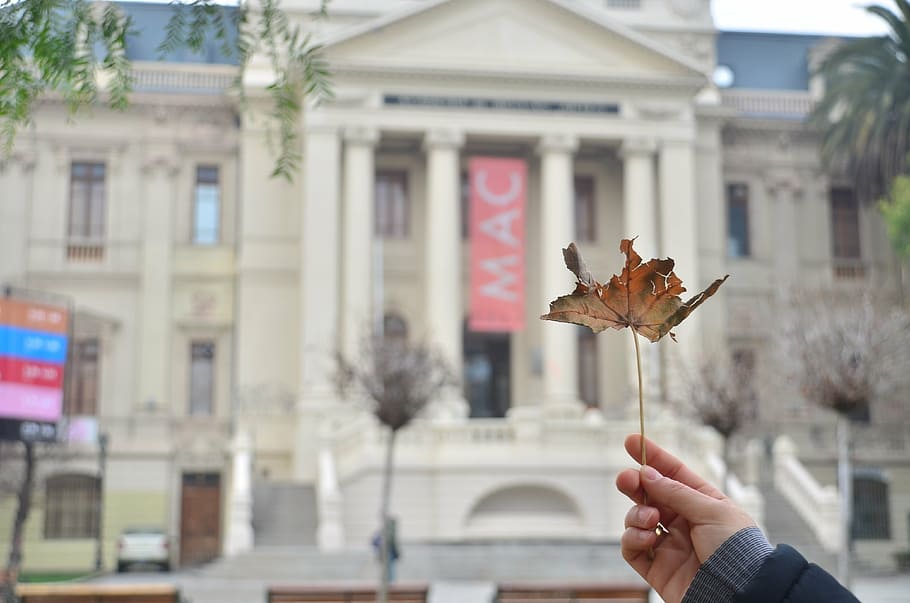 building, government, leaf, building exterior, human hand, built structure HD wallpaper