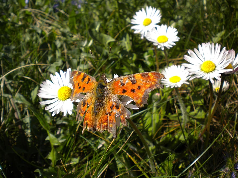 butterfly, nature, insect, damage, flower, flowering plant HD wallpaper