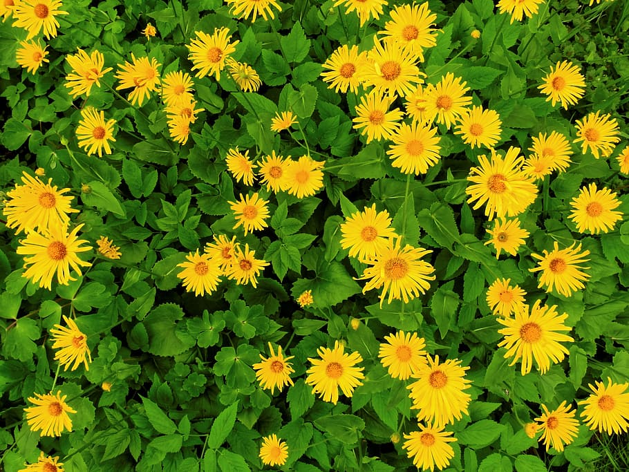 Margarite, Flower, Blossom, Bloom, Plant, garden, spring, yellow HD wallpaper