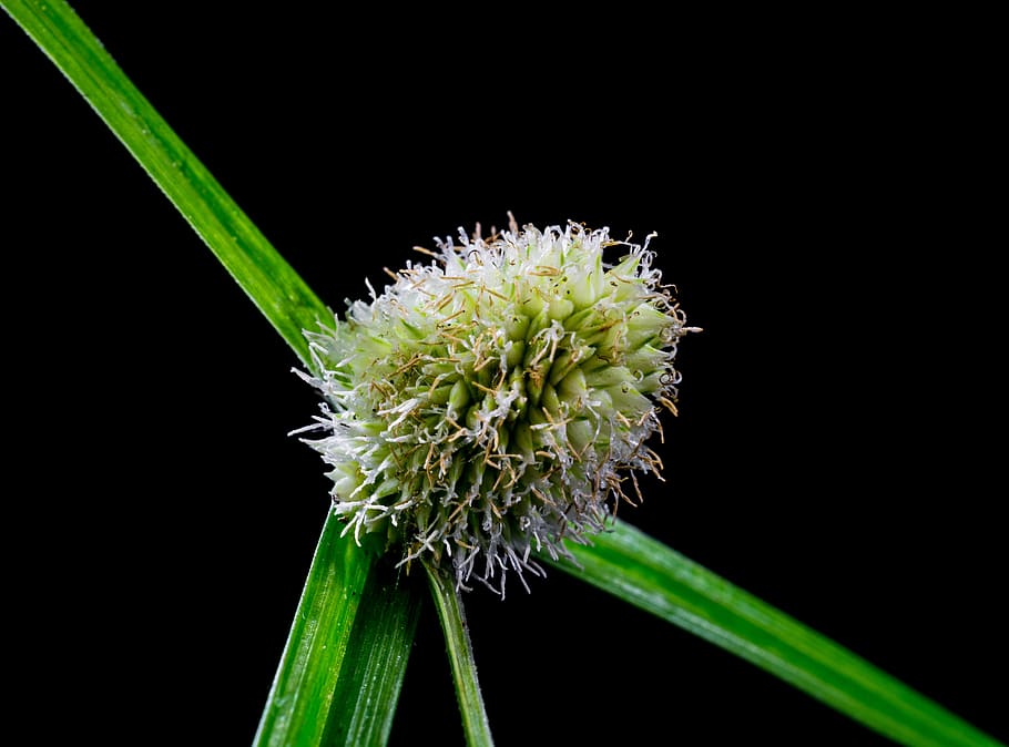 grass, weed, blossom, bloom, plant, flower, fragility, growth HD wallpaper