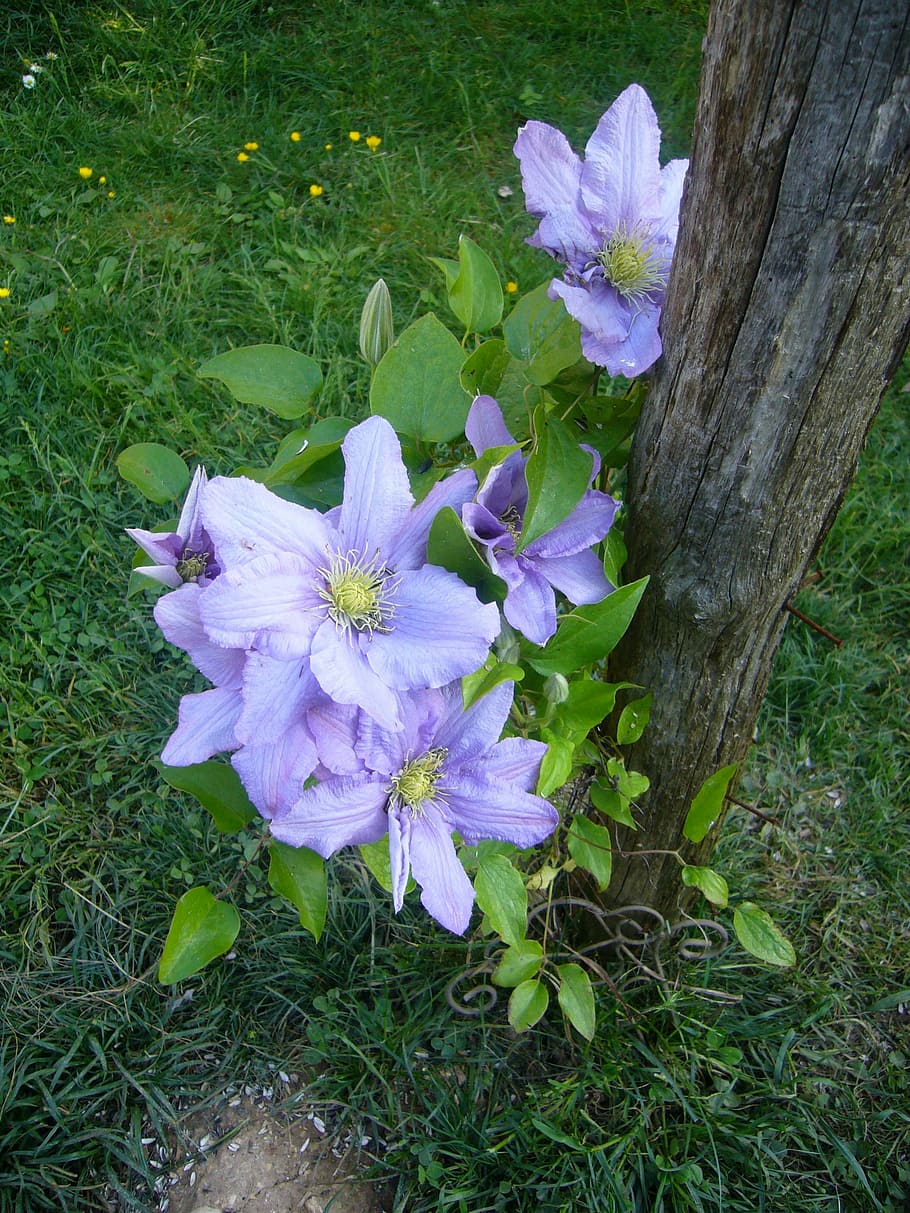Flower, Clematis, Garden, nature, environment, purple, plant HD wallpaper