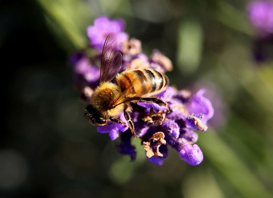 bee, lavender, pollen, insect, nature, yellow, animal, wing HD wallpaper