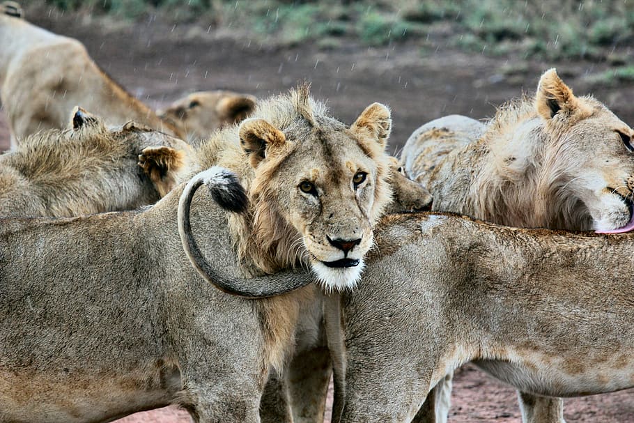 shallow focus photography of herd of lions, pack of lioness, pride, HD wallpaper