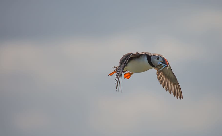 bird flying with fish illustration, white, gray, Puffin, flight HD wallpaper