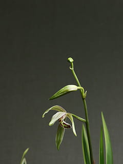 shallow focus photo of green plants, orchid, flower, white HD wallpaper